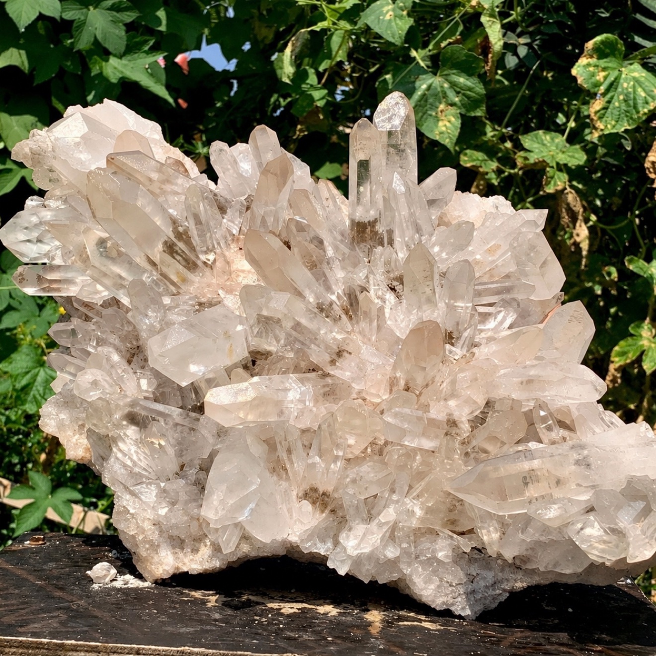 Large clear quartz cluster of many points photographed outdoors against green foliage